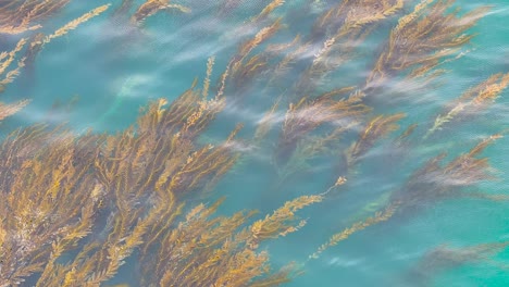 zoomed-in aerial view of a kelp forest near swamis beach
