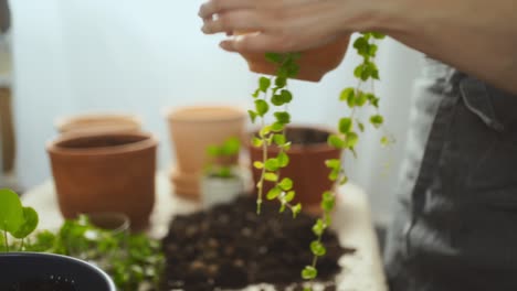 Crop-female-gardener-planting-kiereweed