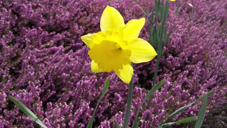 Yellow-daffodils-with-purple-ground-cover,-spring-time,-slight-wind-blowing