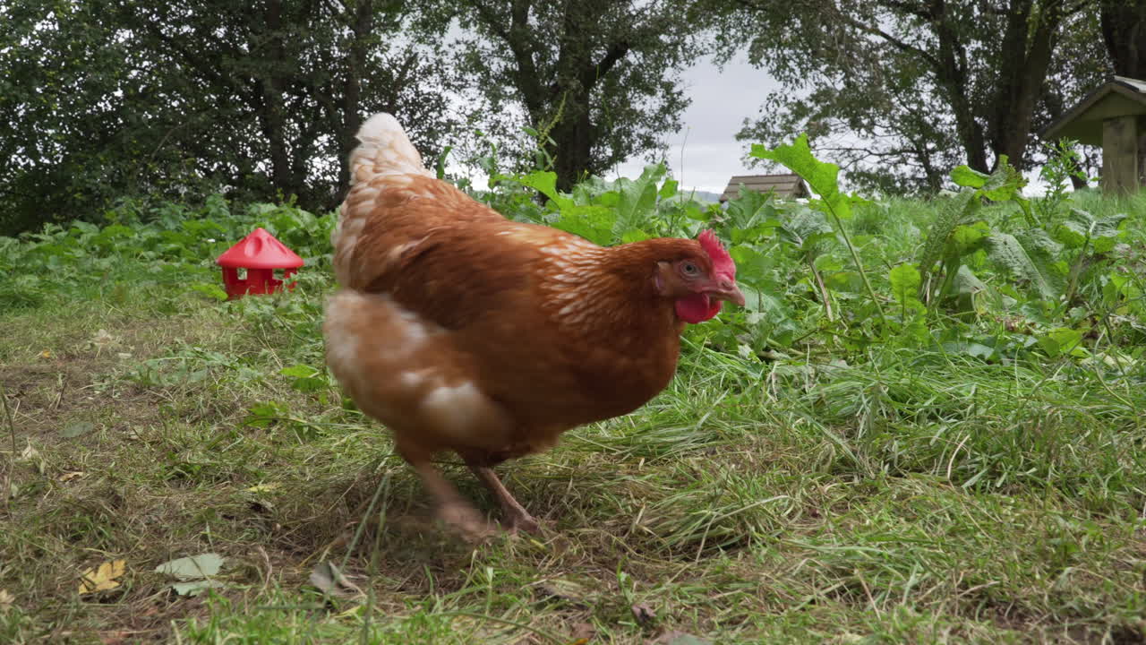 gallina campera rascando hierba y comiendo en un recinto verde