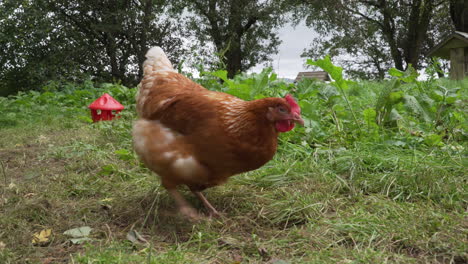 gallina ruspante che graffia l'erba e mangia in un recinto verde
