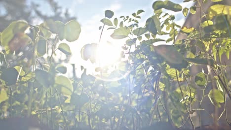 sun beam peeking behind foliage during sunrise