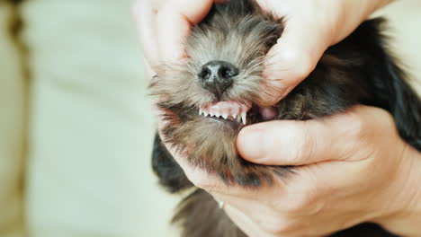 examining a puppy's teeth