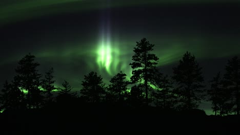 tree silhouettes illuminated with dancing green lights of aurora borealis