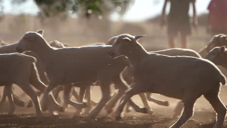 close-up of sheep running freely in a field with farmers in the background