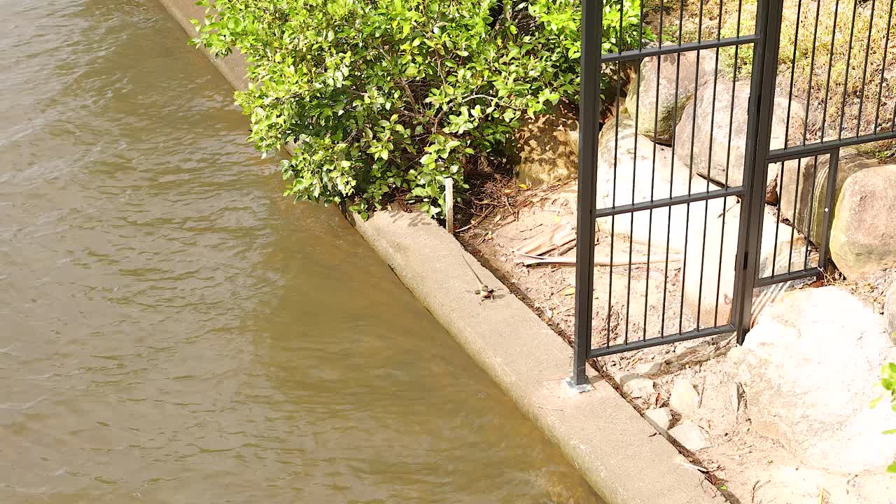 A lizard moves along a riverside path near a metal fence, under bright sunlight