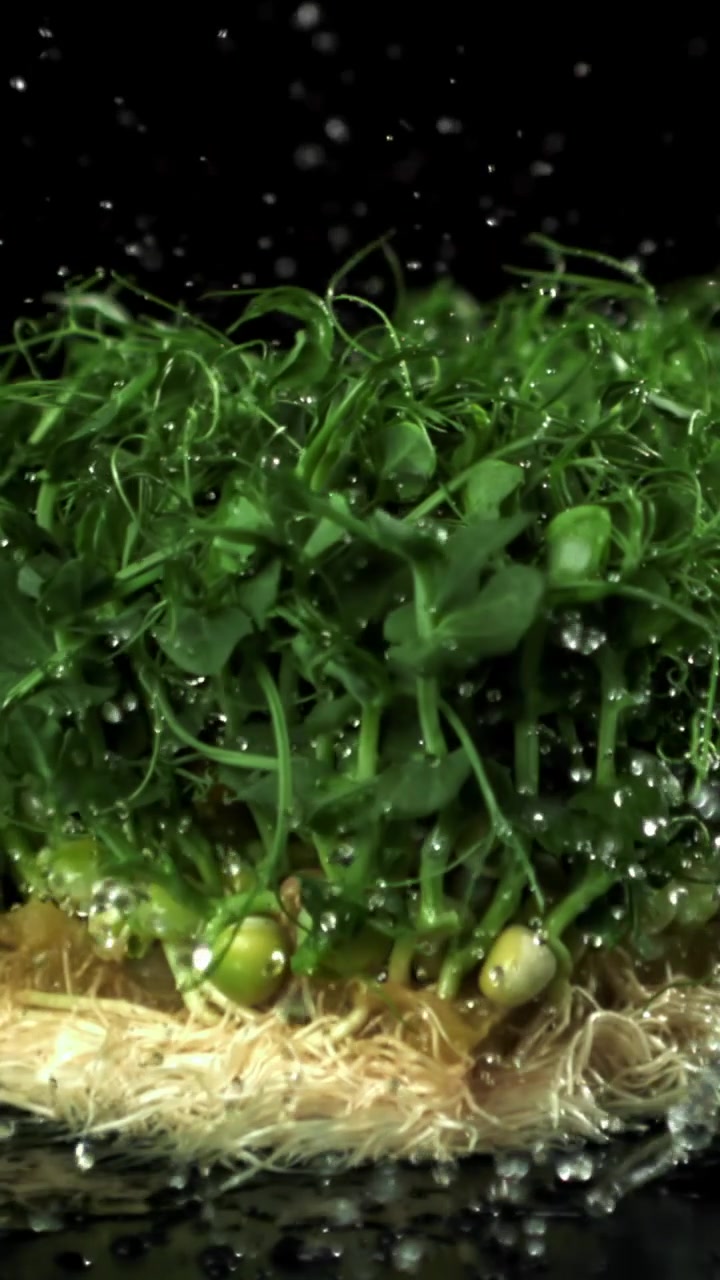 Primo piano di gocce d'acqua che cadono su micro-ortaggi freschi di pisello verde
