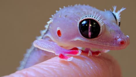 baby gecko on finger