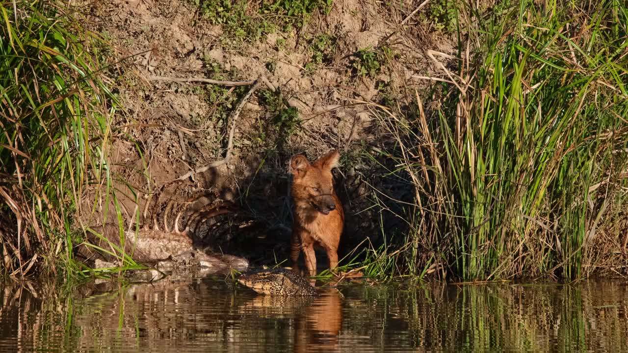 visto mirando al lagarto monitor y luego comienza a tirar de algo de carne para comer, dhole cuon alpinus, tailandia