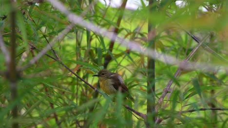 un hermoso pájaro sol emplazado en la rama del bambú, preguntándose por los alrededores, limpiando sus plumas, abrigando su plumaje, disparando de cerca