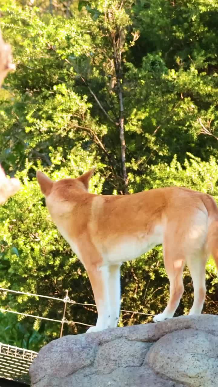 딩고는 바위 위에 서서 주변을 관찰합니다.