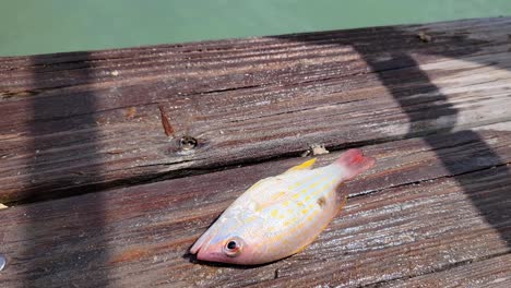 un pez pequeño se cae en un muelle de madera muriendo mientras jadea por aire