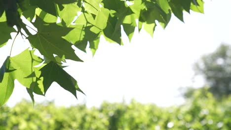 lush green maple leaves swaying gently in the breeze