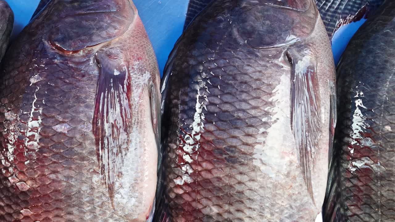 Detailed view of fish scales and textures arranged in rows on a blue surface.