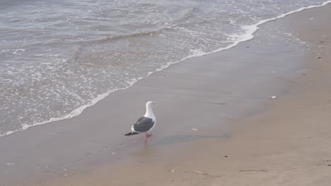 Un-Paseo-De-Gaviotas-En-La-Playa-De-Venice-Os-Los-Angeles,-Estados-Unidos-De-América