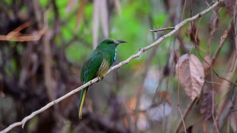 The-Blue-bearded-Bee-eater-is-found-in-the-Malayan-peninsula-including-Thailand-at-particular-forest-clearings