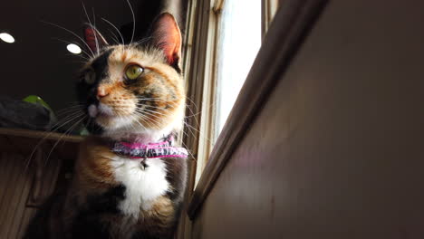 a low angle of a beautiful calico cat looking around outside watching birds from a kitchen door in slow motion