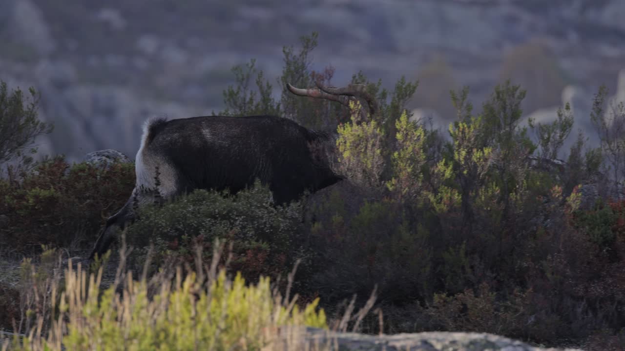 Majestic male Iberian ibex (Capra pyrenaica) walking in the top of the mountain