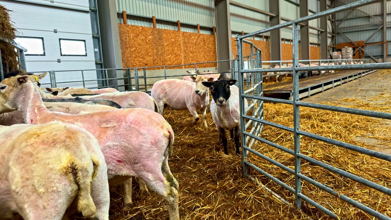 Shorn sheep consuming hay from a large feeder within a spacious farm building on straw bedding