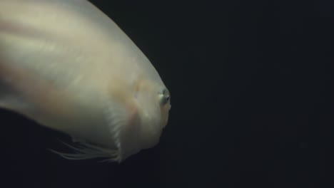 Un-Pez-Caracol-Nadando-Suavemente-A-Través-Del-Agua-Tranquila-Con-Fondo-Negro-En-Un-Acuario-Azul-Profundo-En-Numazu,-Japón---Toma-De-Primer-Plano