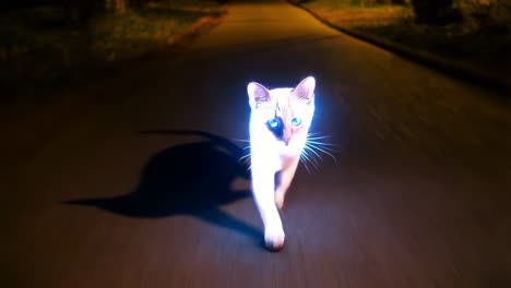 un gato brillante en un camino nocturno