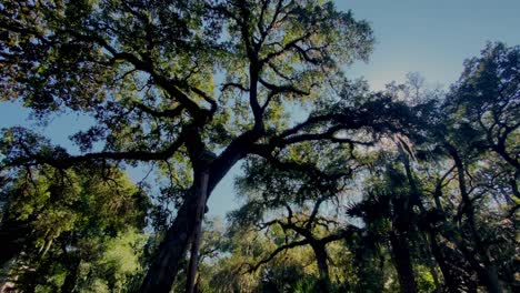 Under-beautiful-Virginia-live-oak-trees-in-Hilton-Head,-South-Carolina