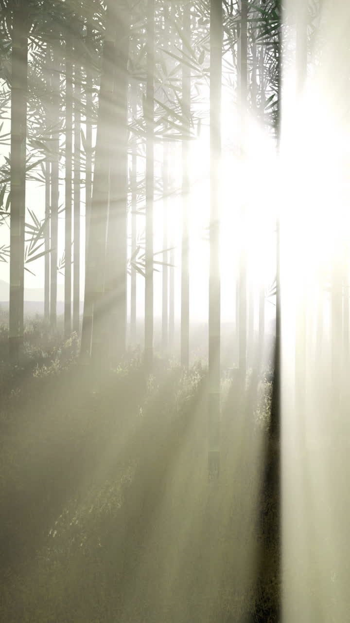 Light shining through trees in a foggy forest during daytime hours