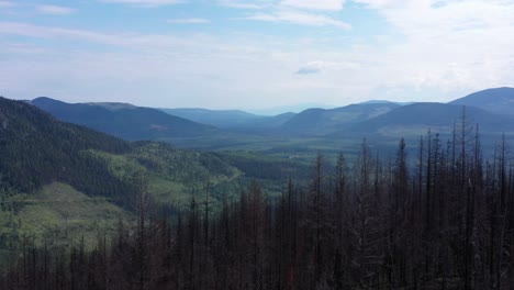 Drone-Captura-La-Regeneración-Del-Bosque-En-Clearwater,-Columbia-Británica