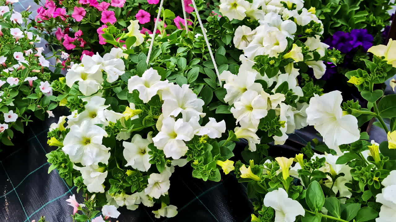 Several hanging flowers in full bloom create a stunning floral display in a botanical garden