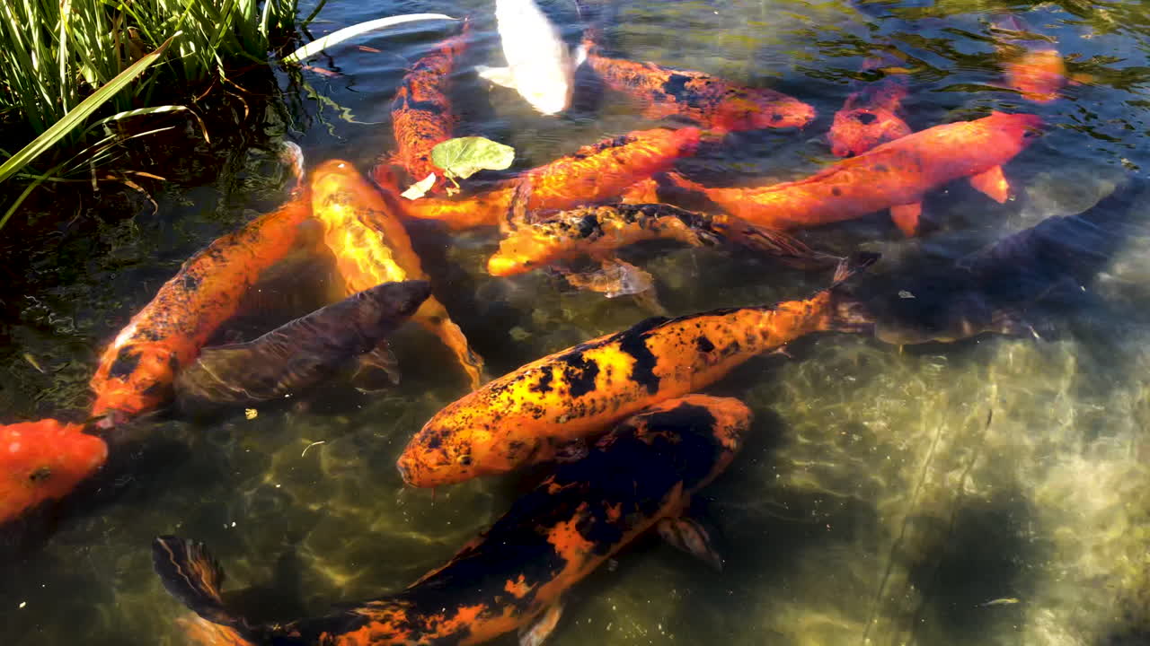 연못에 잉어 물고기