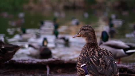 pato hembra observando a los machos desde la orilla de un lago con patos fuera de foco en el fondo