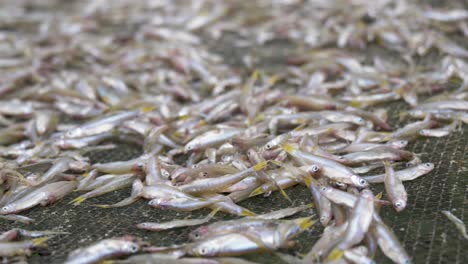 a slow motion close up of shot of small little fish that are drying on a rack in a rural african village