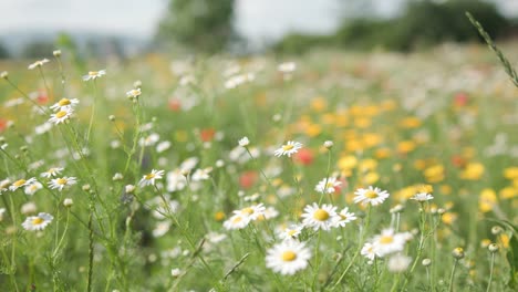 Wilde-Wiesenblumen-Und-Kräuter-Im-Garten