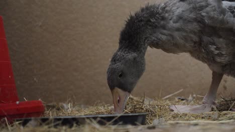greylag gosling eating hay
