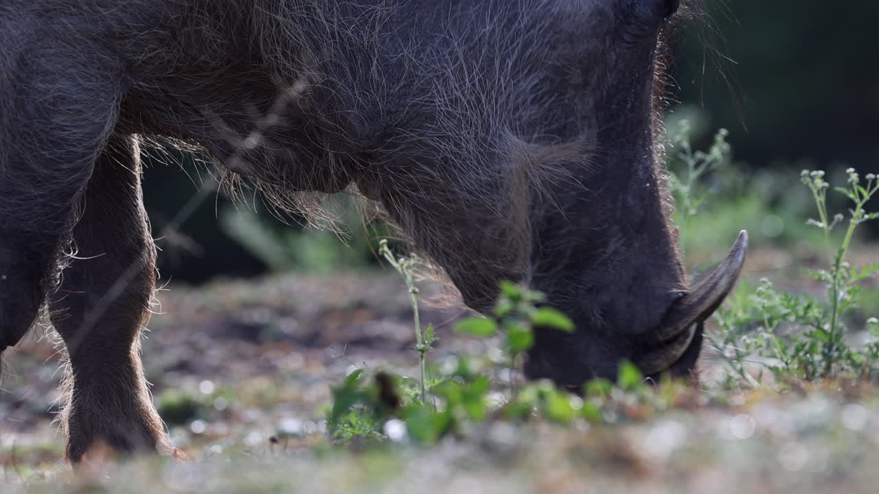 zoom en el jabalí comiendo hierba en uganda, áfrica