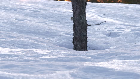 Weißer-Arktischer-Winterschnee-Übergang-Zum-Goldenen-Himmel,-Kippen-Sie-Den-Dolly-Entlang-Eines-Baumstamms