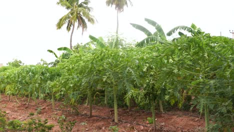 papaya plantations in india in 4k
