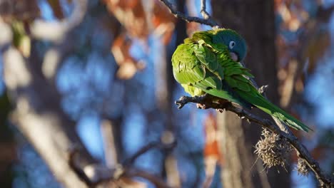 Blue-crowned-Parakeet-perching-on-a-tree-branch,-natural-habitat