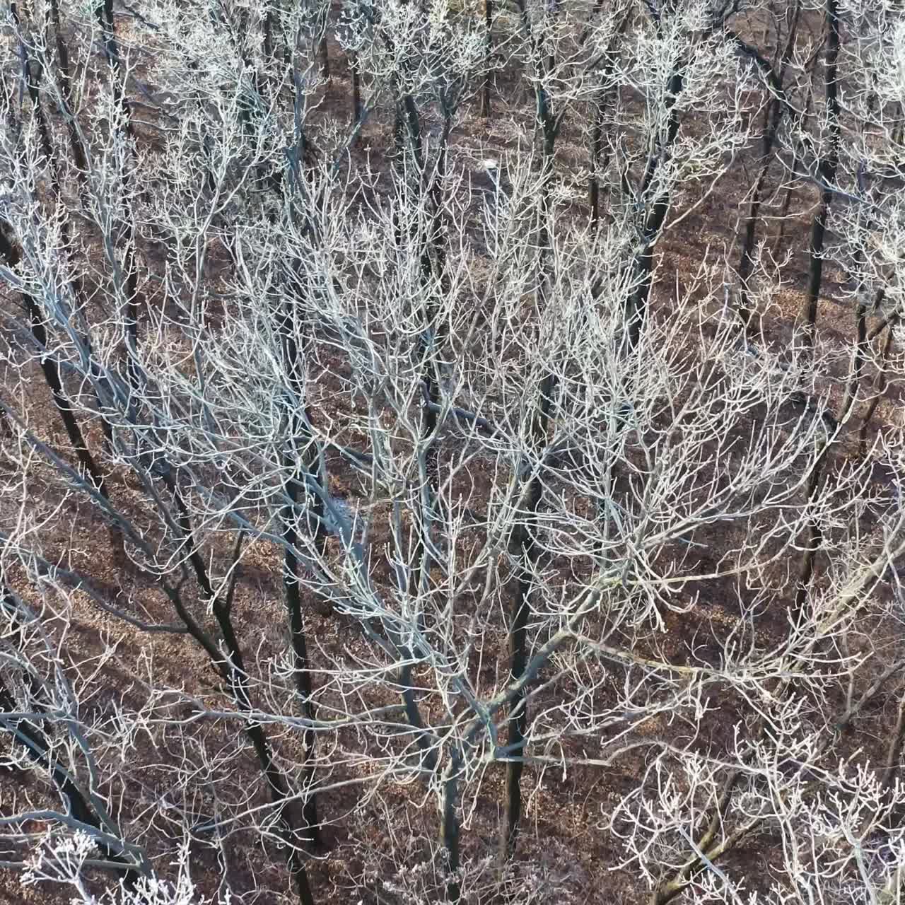 Forest in winter time