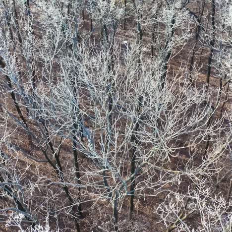 forest in winter time
