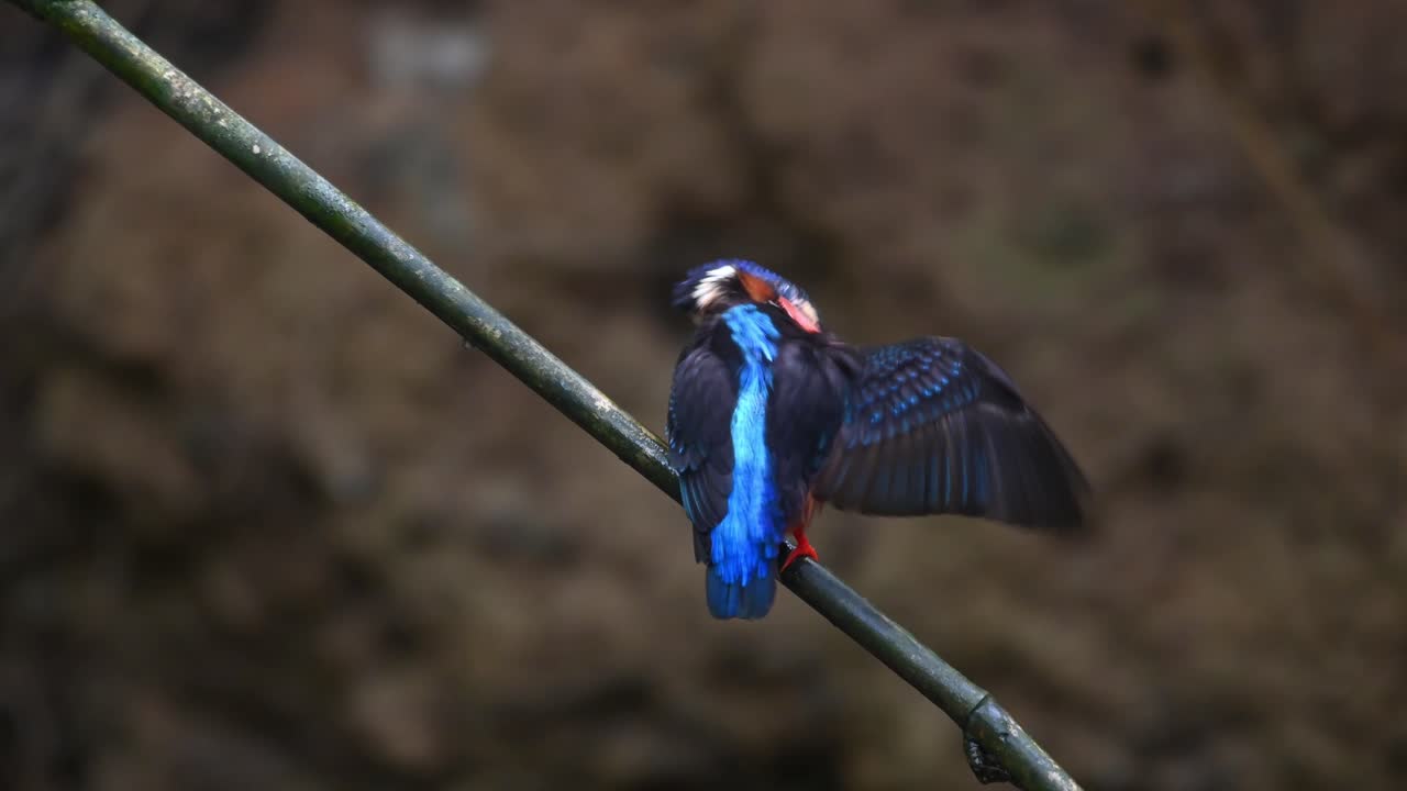 이 새가 이륙한 다음 다듬기 위해 돌아올 때 스트림에 기대어 대각선 대나무 가지에 자리 잡은 모습