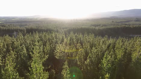 aerial view of a vast pine forest at sunset