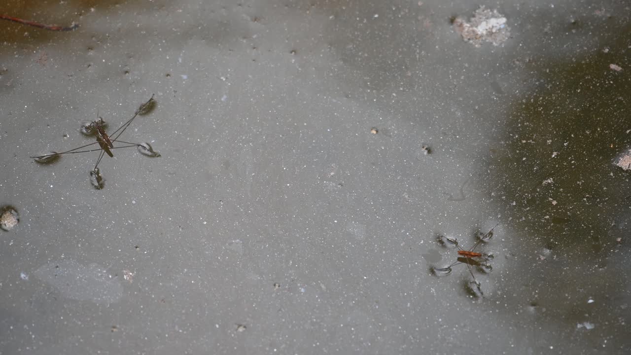 zancudo de agua, gerridae, parque nacional kaeng krachan, tailandia