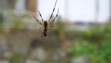 hermosa araña asiática joro banana tejiendo su web -cerrar