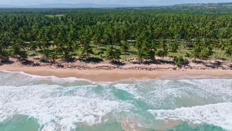 densamente palmeras que cubren la playa de arroyo salado en la república dominicana