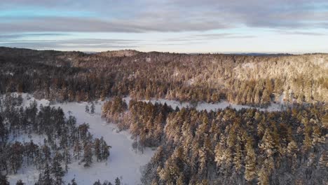 Panorama-Of-A-Winter-Forest-At-Sunset-In-Norway