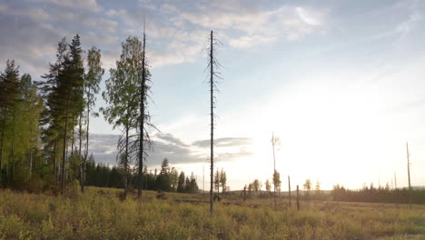 Goldene-Stunde,-Niedrige-Luftaufnahme-Eines-Kahlschlags-In-Der-Schwedischen-Wildnis