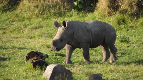 Juvenile-white-rhino-running-across-grass-in-slow-motion,-facing-camera