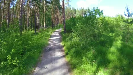 sendero forestal en verano