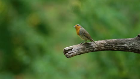 Close-static-shot-of-a-robin-sitting-on-a-tree-branch-then-flying-off-camera-left,-slow-motion